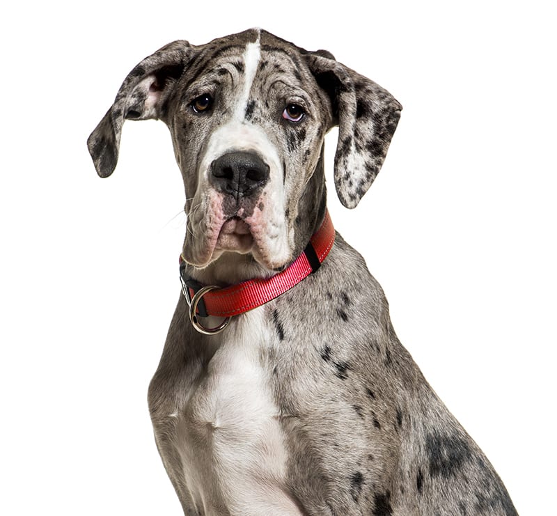 Giant Dogs, Spanish Trail Pet Clinic